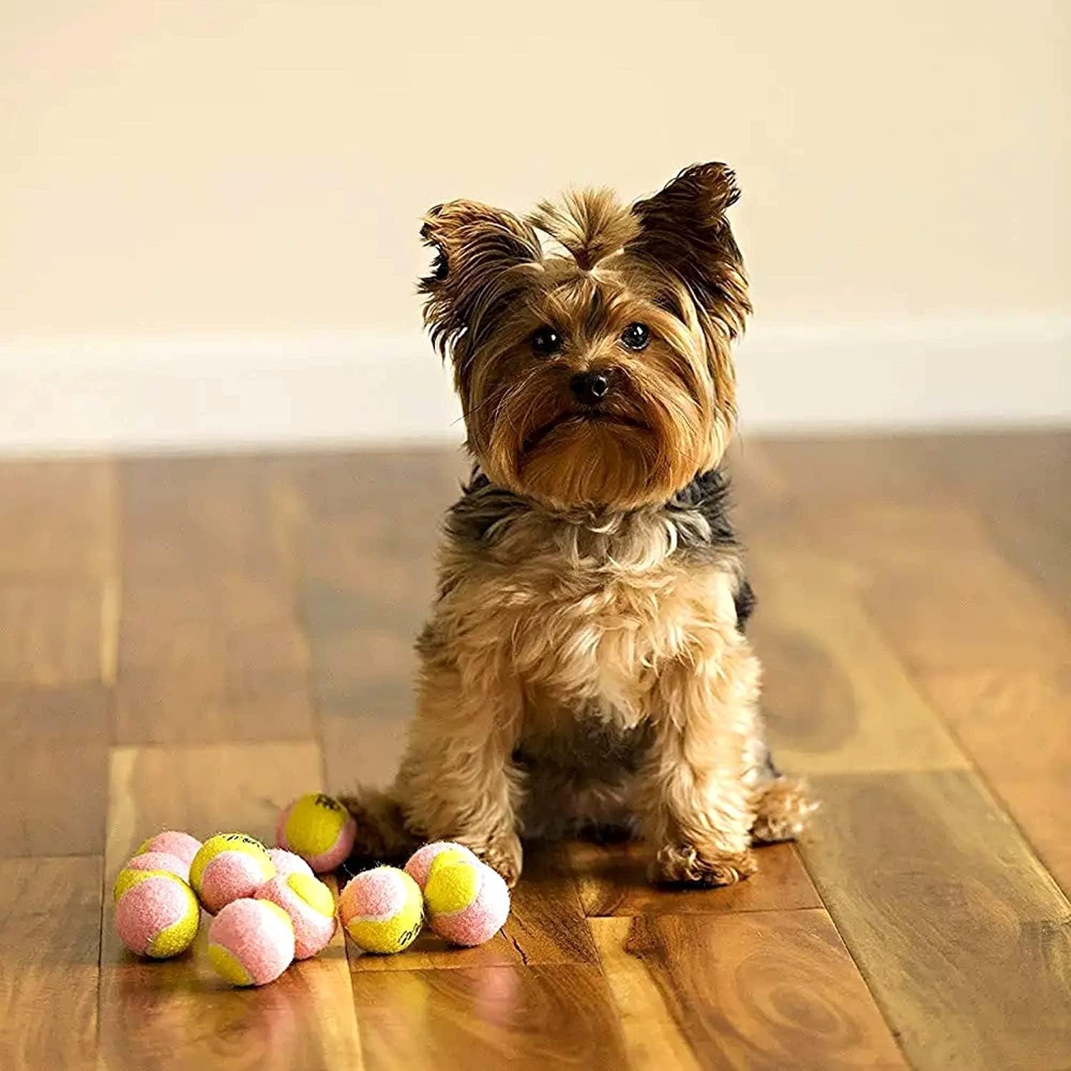 X-Small Dog Tennis Balls 1.5" Pack of 12
