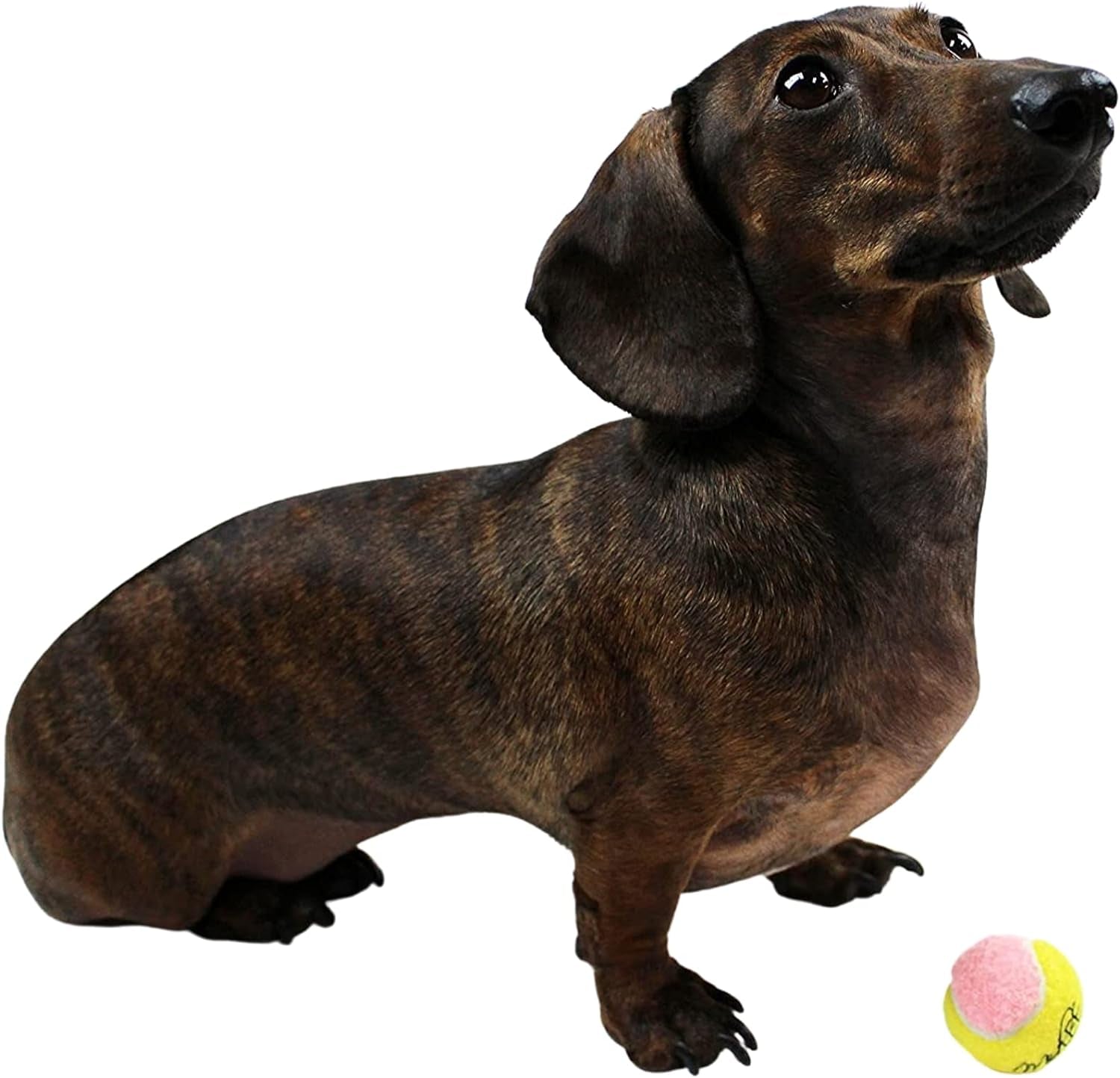 X-Small Dog Tennis Balls 1.5" Pack of 12
